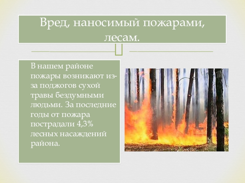 Что способно нанести вред лесу. Какой вред наносят Лесные пожары. Вред лесу. Какой вред лесам наносят пожары. Какой ущерб наносят Лесные пожары.