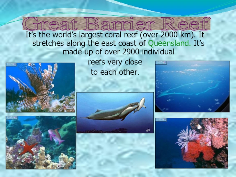 Реферат: Why Coral Reefs Need To Be Protected