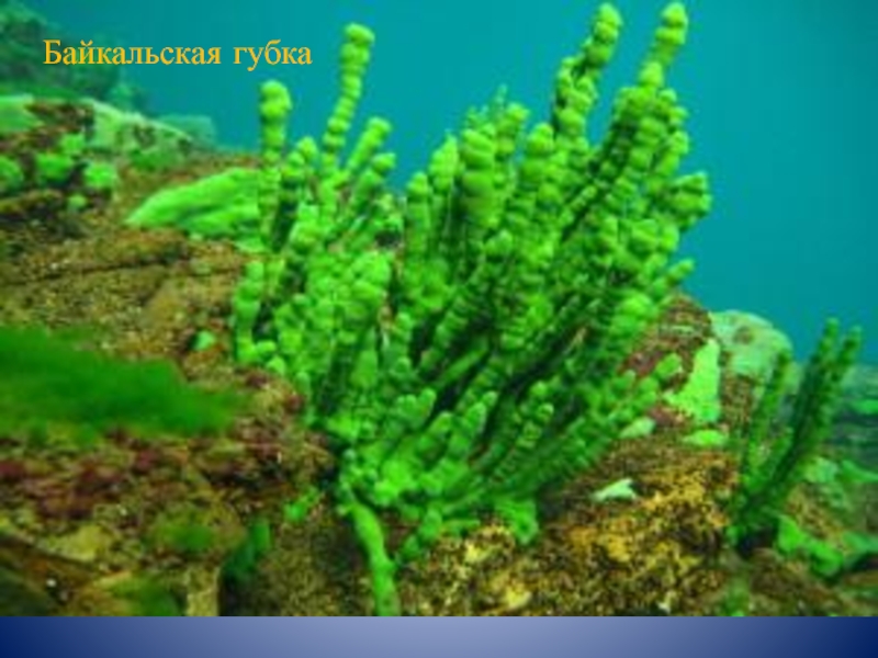 Самыми глубоководными водорослями являются. Байкальские губки эндемики. Озеро Байкал Байкальская губка. Байкальская Пресноводная губка. Озеро Байкал Пресноводные губки.