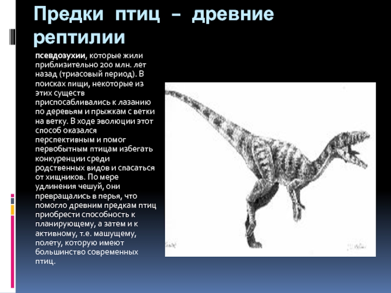 Псевдозухии предки птиц фото