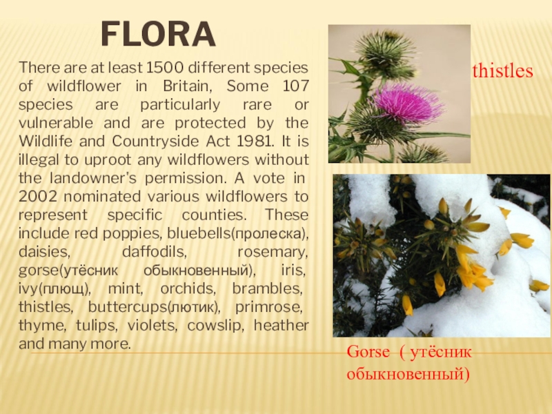 Флора великобритании презентация