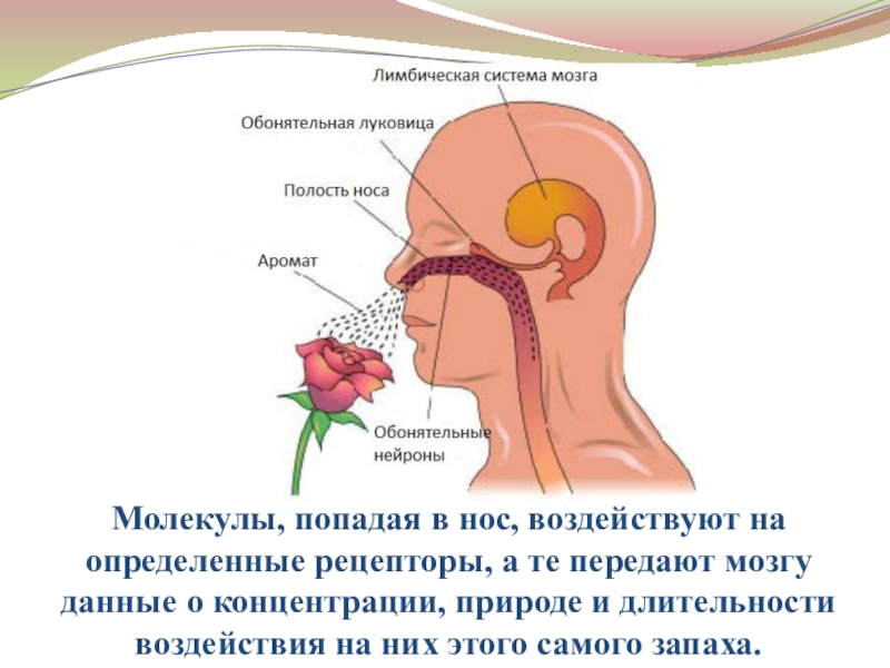 Отличаю запахи. Презентация запахи в жизни человека. Механизм воздействия запахов на человека. Рецепторы запаха в носу. Мозг и запахи.