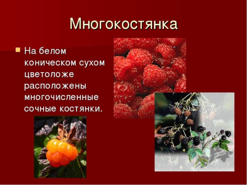 Многокостянка плод фото