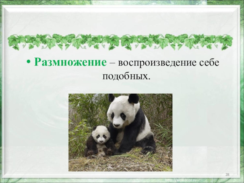 Воспроизводство организмами себе подобных. Размножение воспроизведение себе подобных. Размножение( само воспроизведение) эта. Воспроизведение себе подобных. Размножение воспроизведение себе подобных картинки.