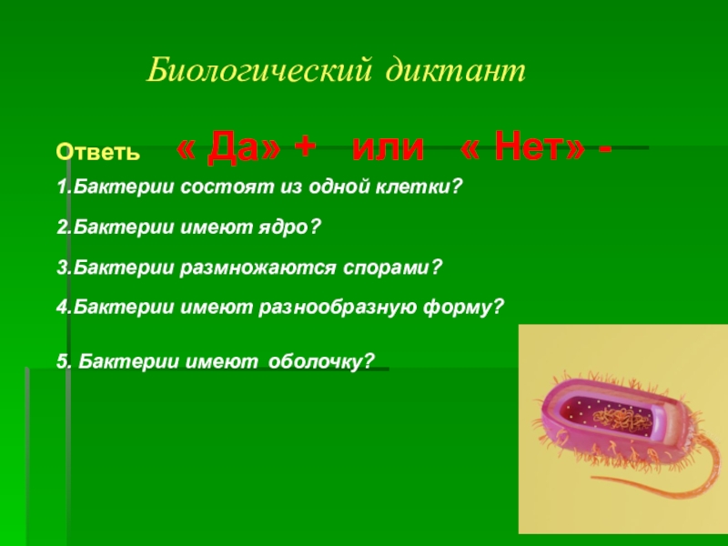 Роль бактерий на земле план