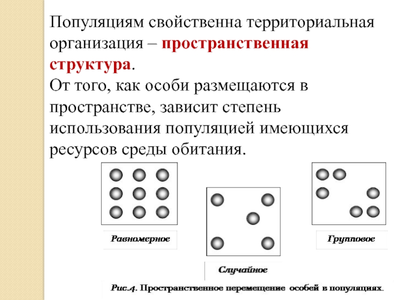 Презентация по биологии популяция 9 класс