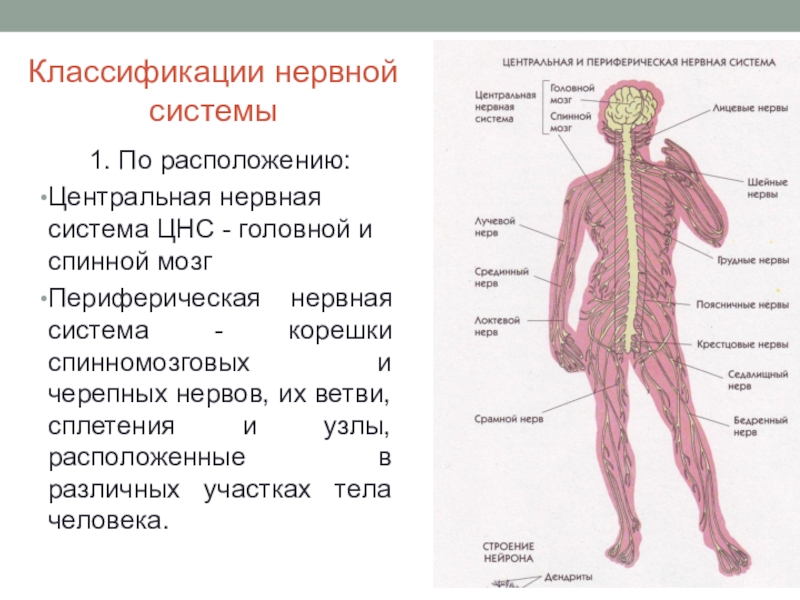 Презентация по биологии нервная система