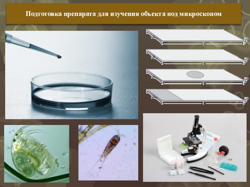 Как подготовить образец для микроскопа