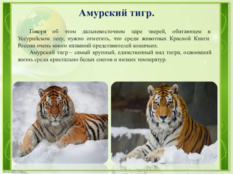 Тигр живет на материке. Уссурийский заповедник Амурский тигр. Уссурийский тигр живет в России. Тигр Дальневосточный Амурский. Амурский тигр место обитания в России.