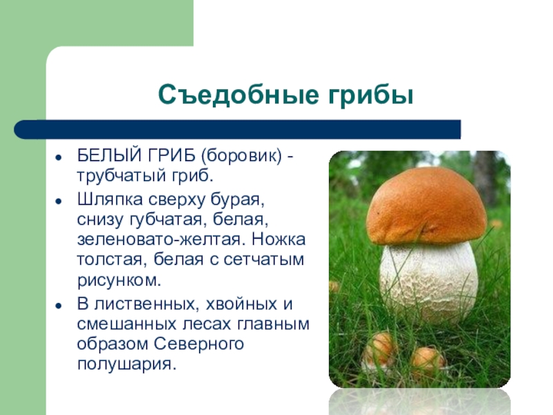 Грибы описание. Гриб Боровик описание. Рассказ про гриб Боровик для 2 класса. Белый гриб краткое описание для детей 2 класса. Белый гриб описание кратко.