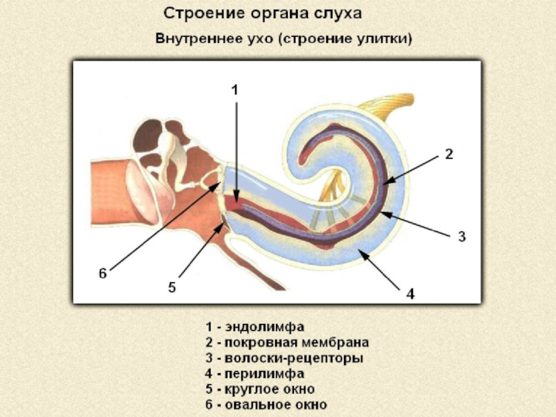 Структура улитки внутреннего уха. Строение улитки внутреннего уха. Внутреннее ухо строение анатомия улитка. Схема строения улитки внутреннего уха. Строение улитки внутреннего уха анатомия.