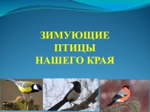 Проект Зимующие птицы города Братска