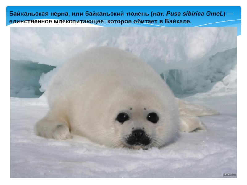 Байкальская нерпа, или байкальский тюлень (лат. Pusa sibirica GmeL) — единственное млекопитающее, которое обитает в Байкале.