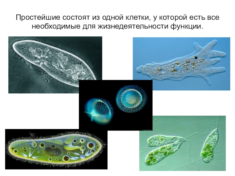 Организм простейших состоит из. Простейшие состоят из одной клетки. Организмы из одной клетки. Свободноживущие одноклеточные организмы. Из одной клетки состоит тело.