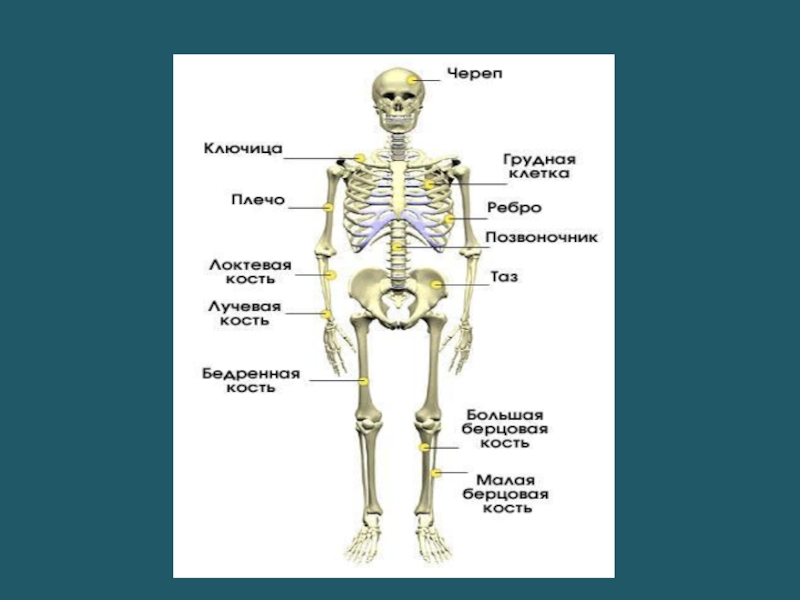 Презентация человек 4 класс окружающий мир