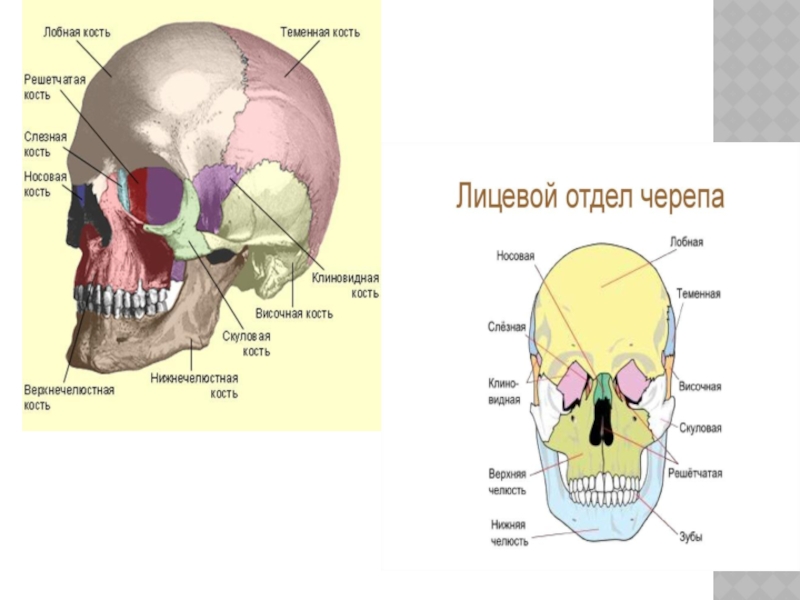 Теменная кость является костью. Клиновидная и лобная кость черепа. Парные кости лицевого отдела черепа. Мозговой отдел черепа решетчатая кость. Клиновидная и решетчатая кость черепа.