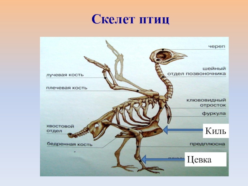 Презентация по зоологии 7 класс