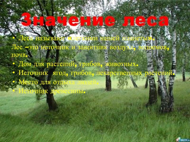 Лес зовет. Лес это легкие нашей планеты защитник воздуха. Лес защитник почвы. Лес защитник водоемов. Защитник воздуха водоёмов и почв.