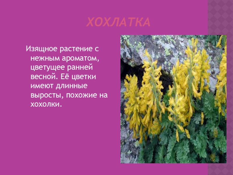 ХОХЛАТКА Изящное растение с нежным ароматом, цветущее ранней весной. Её цветки имеют длинные выросты, похожие на хохолки.