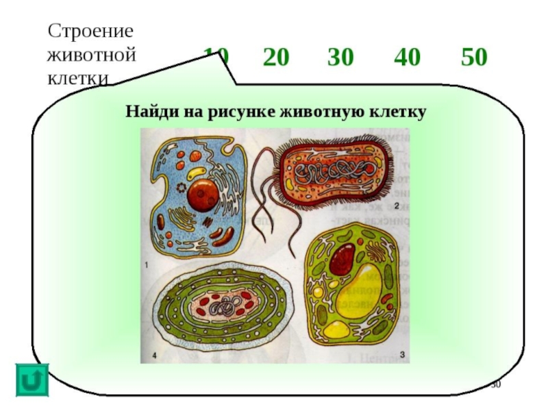 Биология 10 класс строение клетки презентация 10 класс