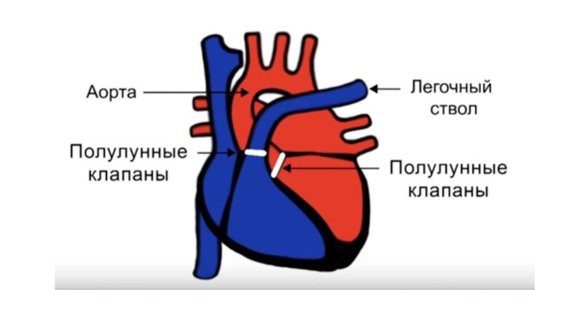 Правые и левые легочные вены. Правая верхняя легочная Вена. Строение сердца легочная Вена. Левая нижняя легочная Вена. Левая легочная Вена предсердие.