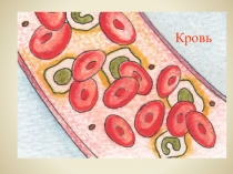 Урок по биологии Кровь