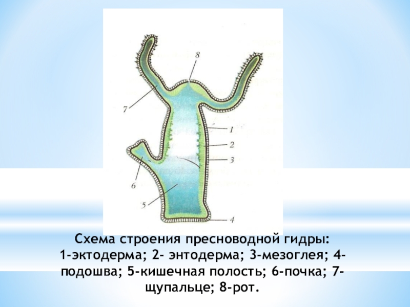 Строение пресноводной гидры