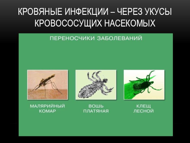 Заболевания вызванные насекомыми. Укусы кровососущих насекомых. Кровососущие насекомые для презентации. Кровяные инфекции доклад.