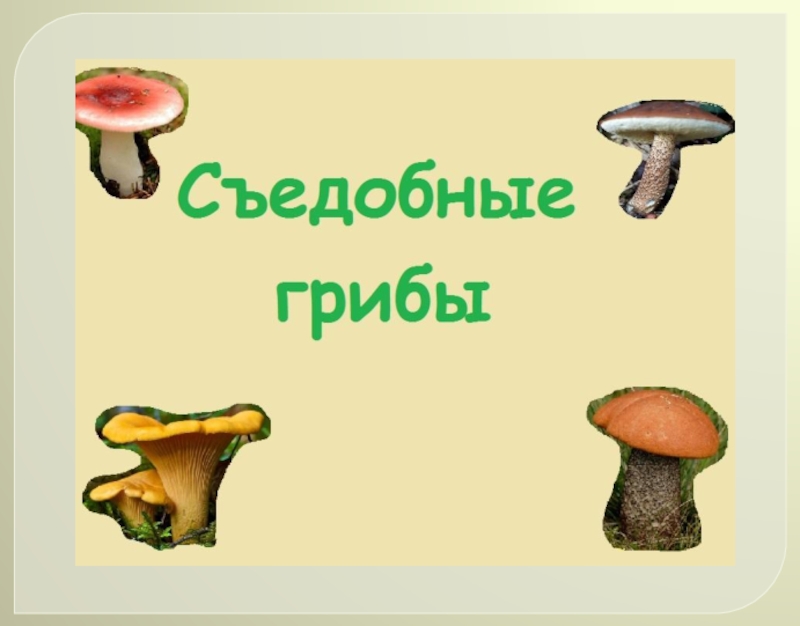 Проект про грибы 5 класс