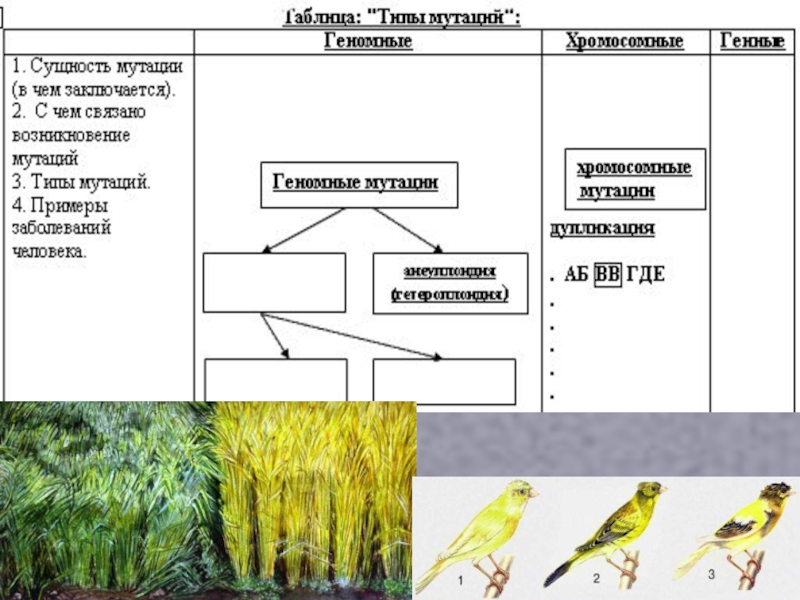 Презентация по биологии 10 класс мутационная изменчивость