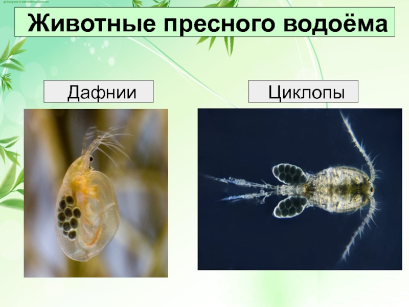 Обитатели пресных водоемов 2 класс школа 21 века презентация