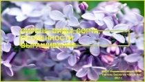 Презентация по биологии. Селекция растений.Сирень,виды,сорта,особенности выращивания.9 класс.