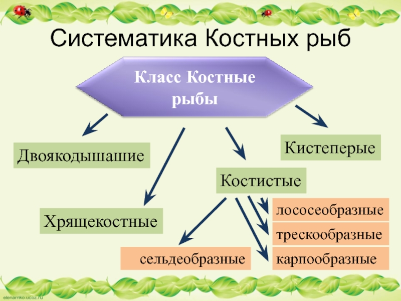 Схема систематических групп рыб