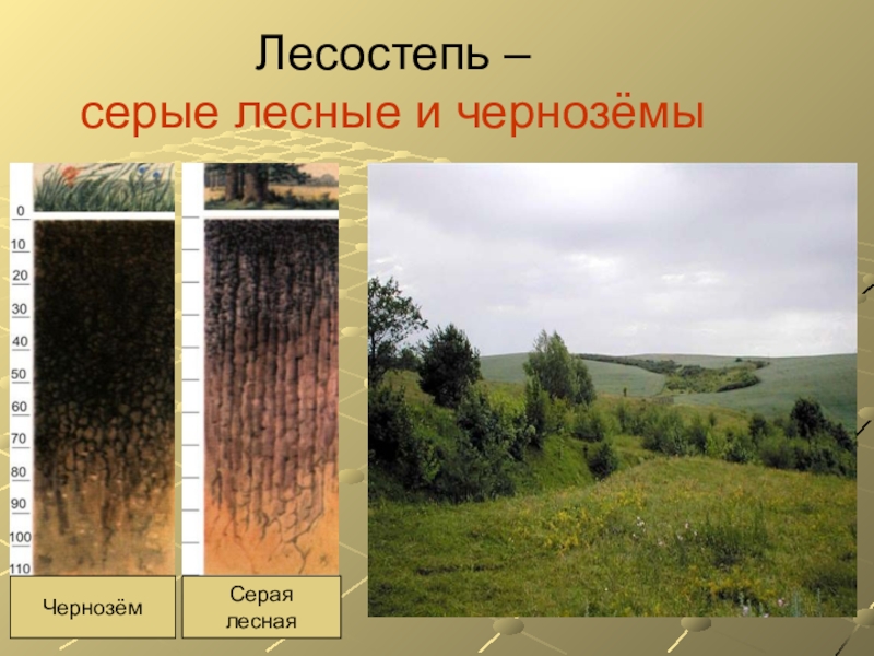 Какие почвы в степях россии. Зоны степей и лесостепей России. Почвы лесостепной зоны России. Лесостепи и степи почва. Природная зона лесостепи почва.