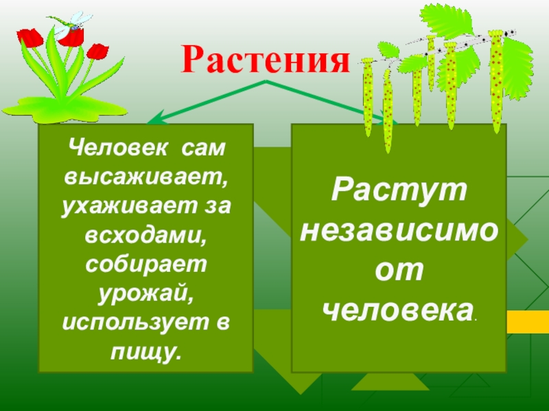 Происхождение растений проект