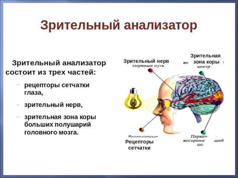 Биология анализаторы картинки