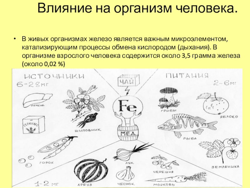 Влияние железа на. Влияние железа на организм. Железо влияние на организм человека. Как железо влияет на организм человека. Железо в живых организмах.