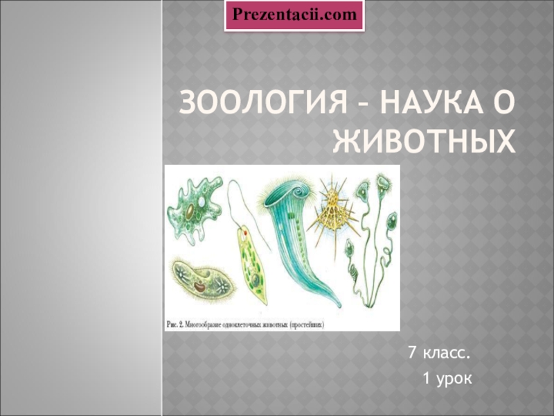 Презентация по зоологии