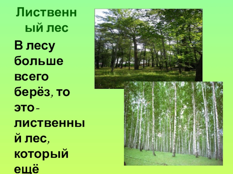 Лес это большой город. Ярусы леса. Лиственный лес и его обитатели. Берёза Лесной ярус. Лес и его обитатели 3 класс.