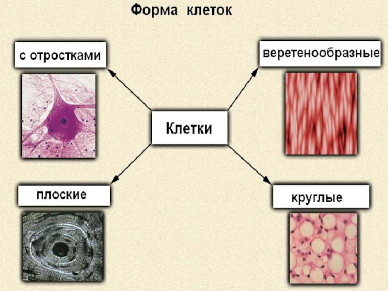 Клетка 8 класс. Клеточное строение организма человека 8 класс. Биология 8 класс клеточное строение организма. Клетка урок биологии 8 класс. Урок по биологии 8 класс клеточное строение организмов.