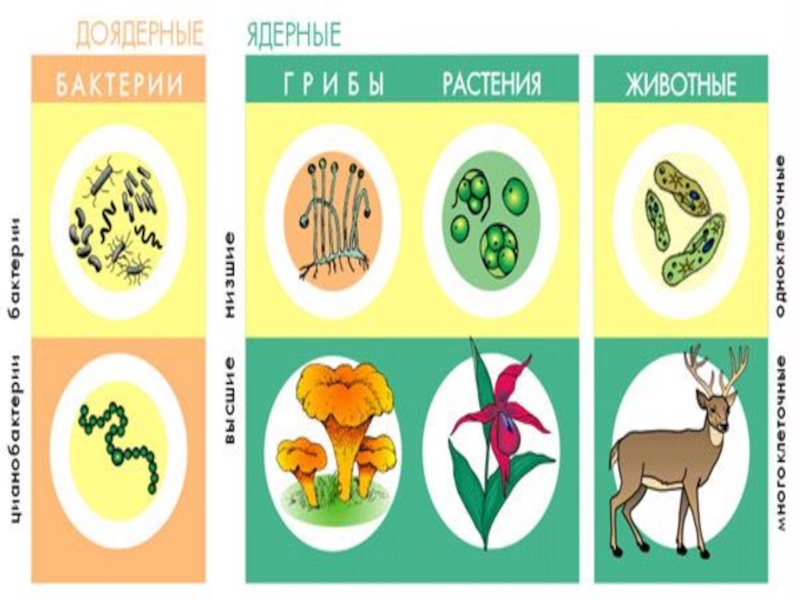 Ядерные организмы. Доядерные и ядерные организмы. Доядерные организмы. Ядерные и доядерные растения. Классификация доядерные и ядерные.