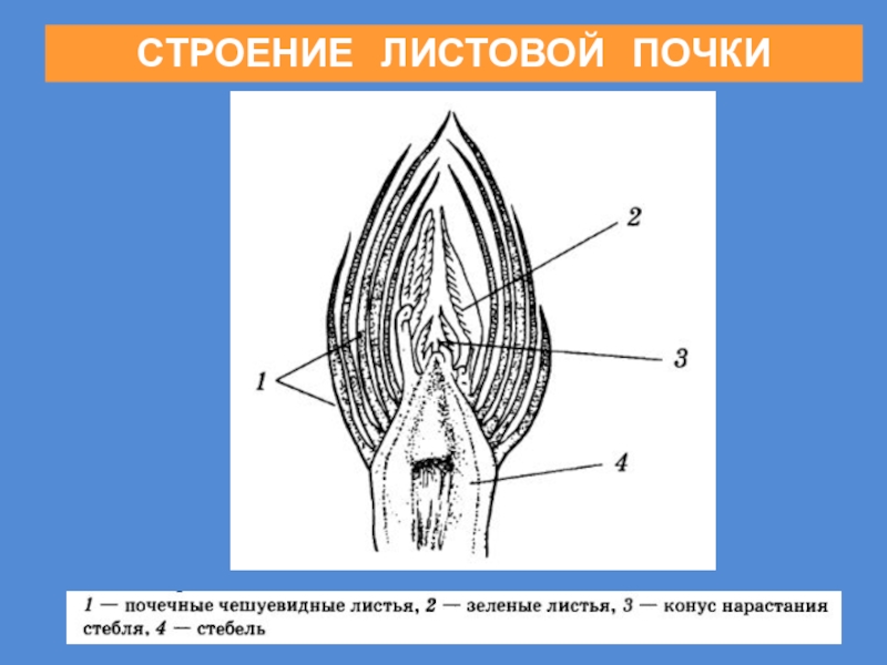 Строение почки растения. Строение листовой почки. Строение листовой почки 6 класс. Листовая почка.