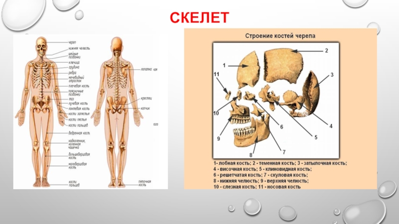 Схема строения человека 4 класс. Строение тела человека. Строение тела человека анатомия. Внешнее строение тела человека. Схема наружного строения человека.