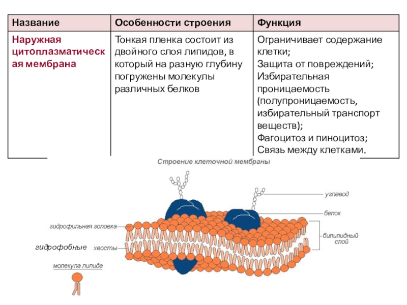 Функции мембраны растительной клетки. Разнообразие мембранных структур клетки.. Клеточная мембрана эукариот. Цитоплазматическая мембрана эукариот строение. Из целлюлозы состоит а клеточная мембрана.