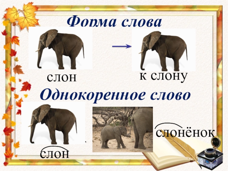 Форма словаслонк слонуОднокоренное словослонслонёнок