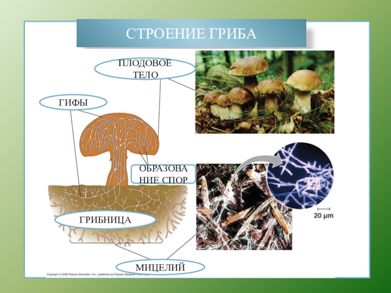 Грибы образующие гифы. Строение гифов грибов. Строение грибов мицелий гифы. Строение гриба гифы мицелий. Строение гриба мицелий мицелий.