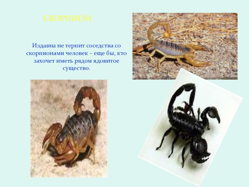 Не терпит соседства. Информация о скорпионах. Скорпион презентация. Доклад про скорпиона. Скорпион относится к классу.