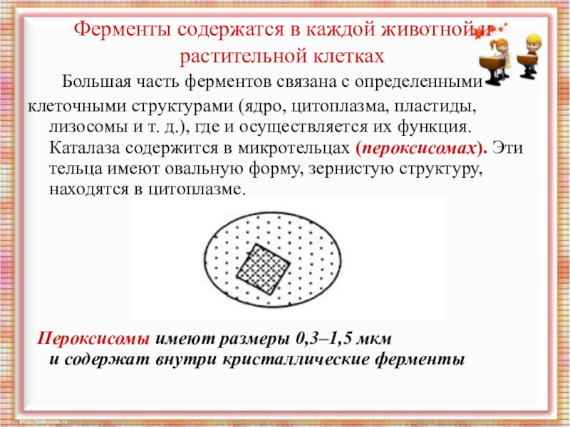 Активность фермента каталазы. Ферменты содержатся в. Биологическая роль фермента каталазы. Активность фермента каталазы в животных и растительных клетка. Ферменты в растительной клетке.