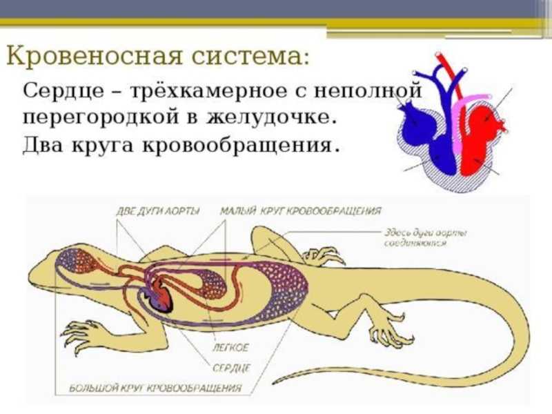 Камеры сердца у рептилий. Схема кровеносной системы ящерицы. Схема строения кровеносной системы ящерицы. Трёхкамерное с неполной перегородкой в желудочке. Пресмыкающиеся кровеносная система схема.