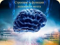 Строение и функции головного мозга.